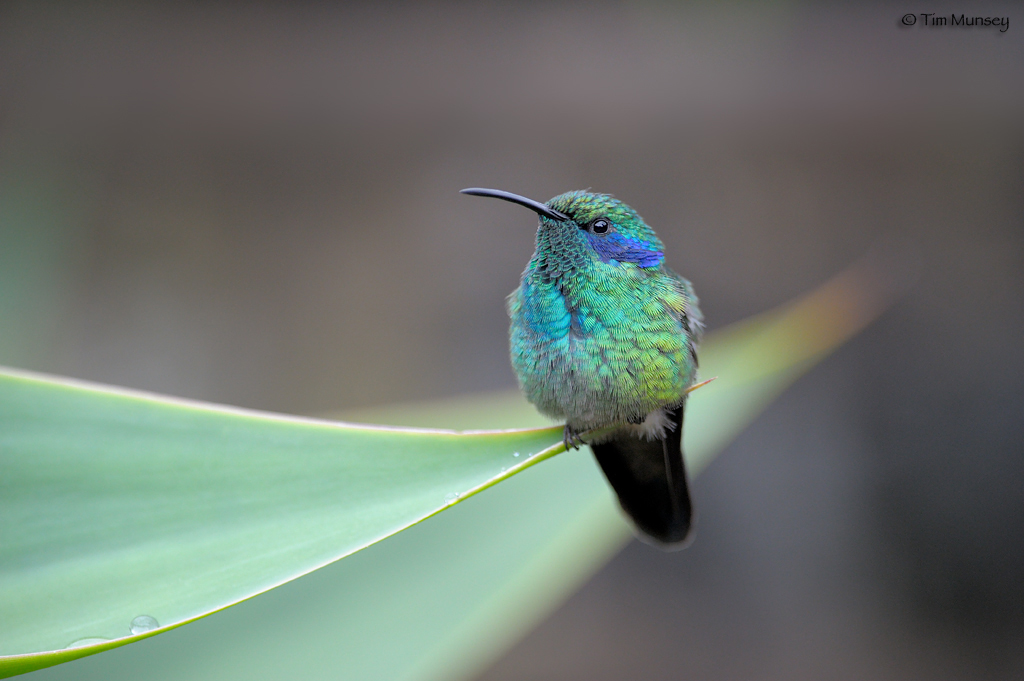 Green Violet-ear Hummingbird